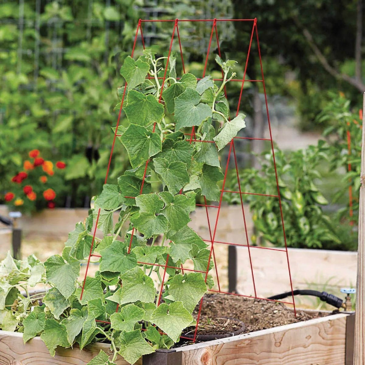 Panacea 48"x18" A Frame Red Trellis
