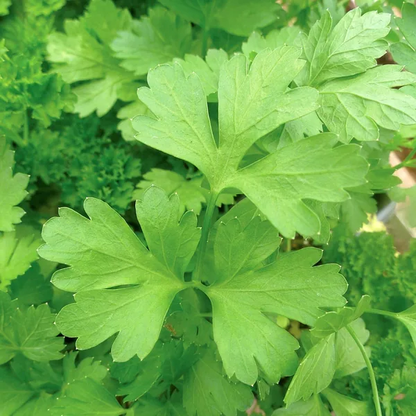 Parsley, Plain 1oz