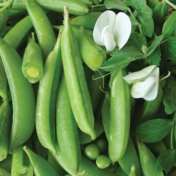 Peas, Cascadia