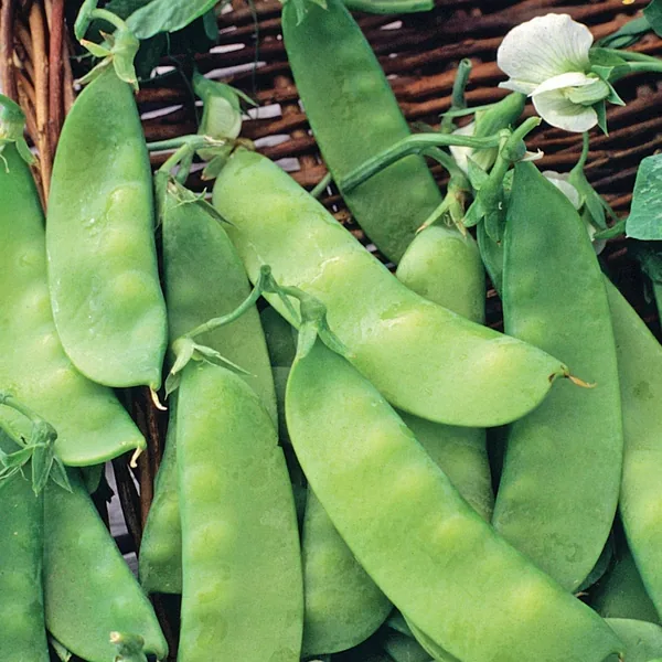 Peas, Dwarf Grey Sugar