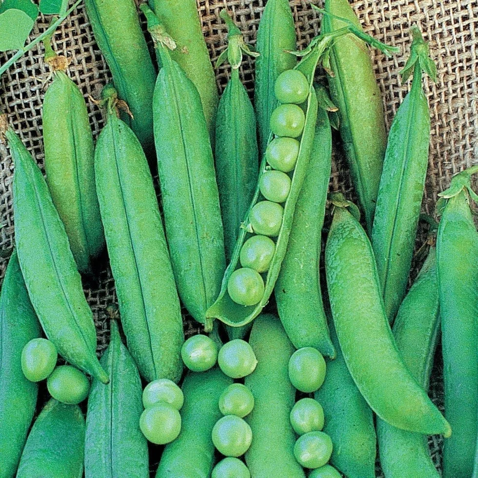 Peas, Frosty Treated 50lb - Image 2