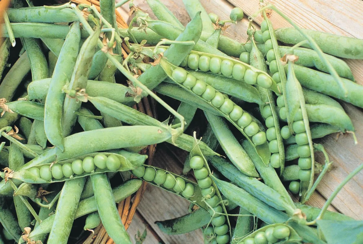 Peas, Green Arrow - Image 2