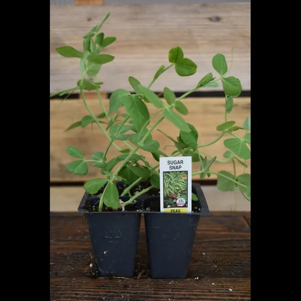 Illinois Foundation Seeds Peas, Knight Treated 1/2lb