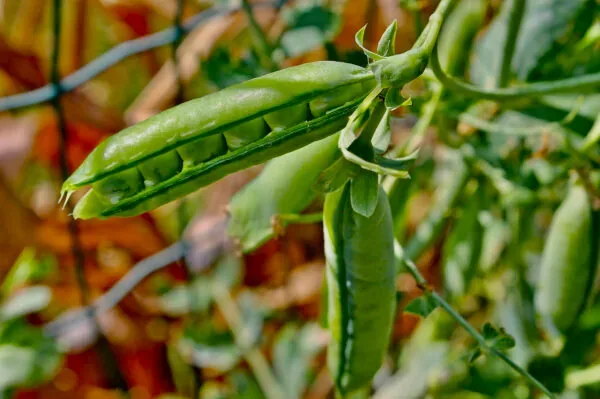 Peas, Laxton Progress #9 1/2lb - Image 2