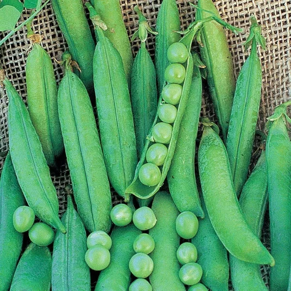 Peas, Lincoln Treated 50lb