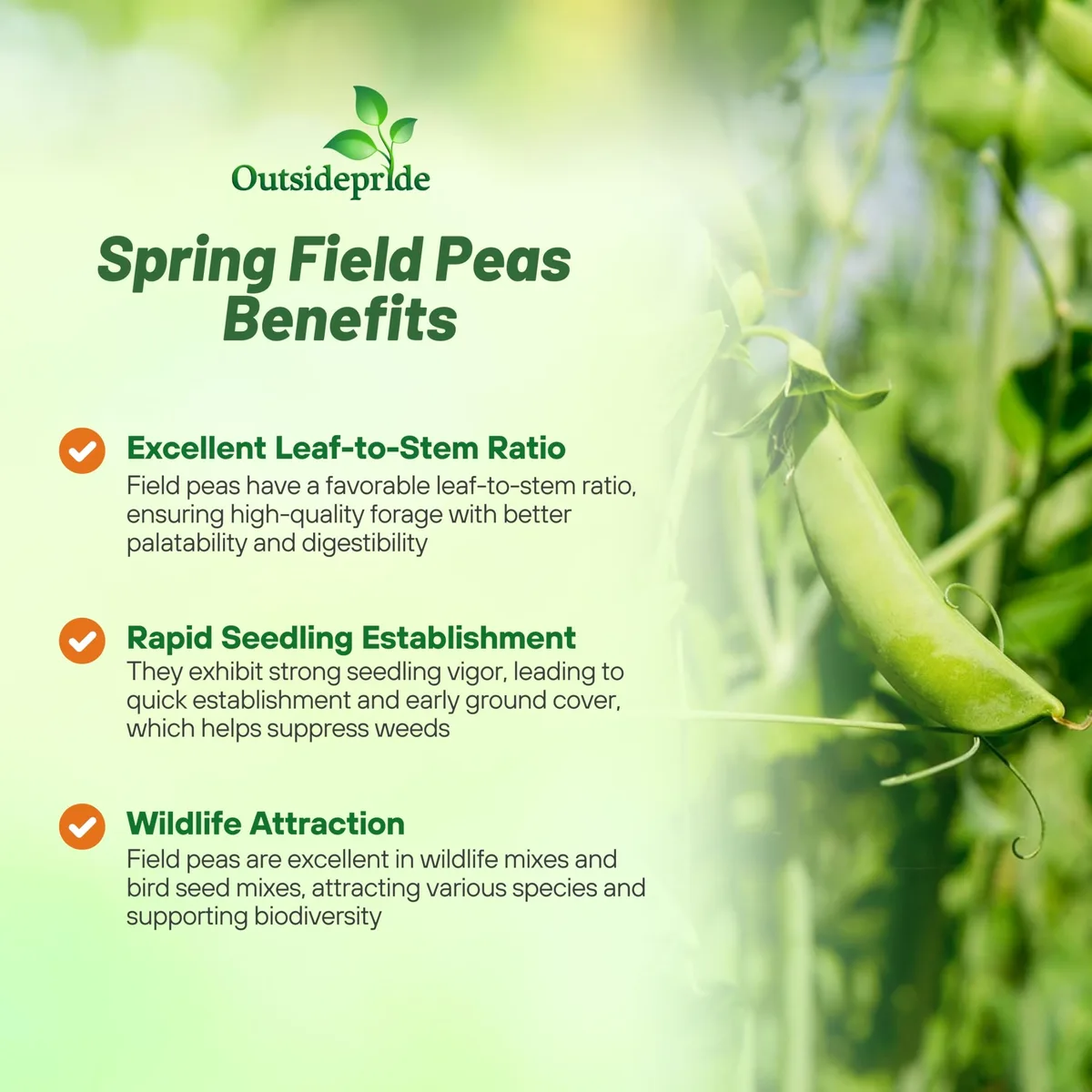 Peas, Spring 50 lbs - Image 2