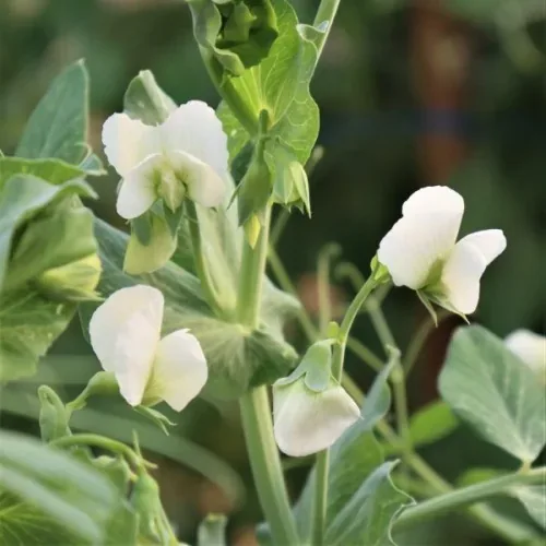 Peas, Wando 1/2lb - Image 2