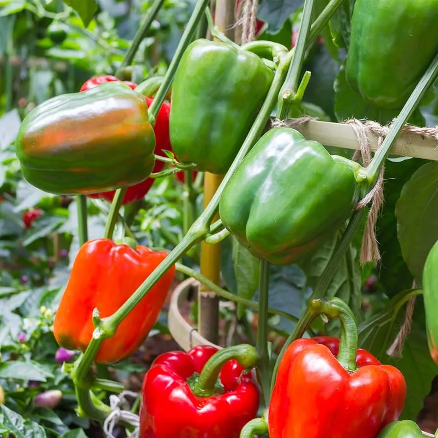 Peppers, Big Bertha Hybrid 100 Seed Count - Image 2