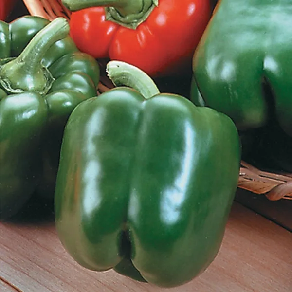 Seminis Vegetable Seeds Peppers, King Arthur Hybrid 100 Seed Count