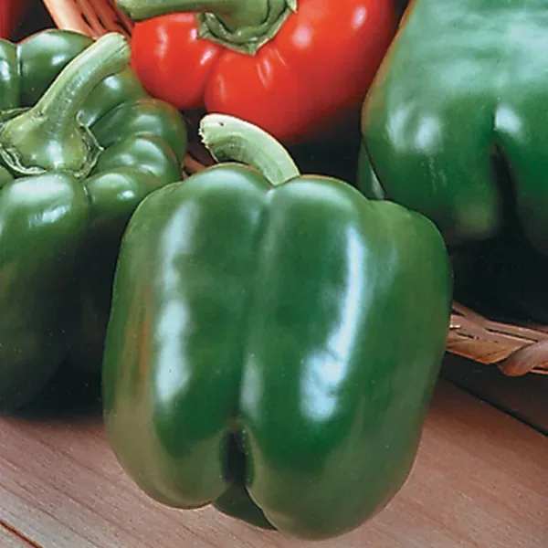 Peppers, King Arthur Hybrid 1000 Seed Count - Image 2