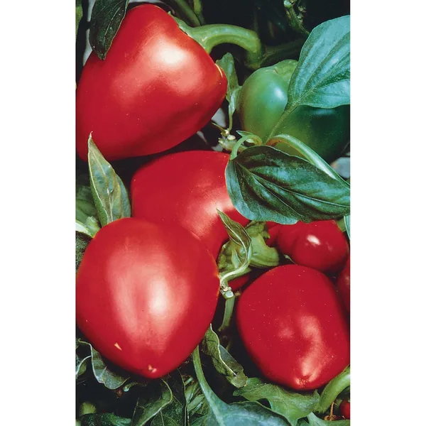 Peppers, Pimento 1/2oz