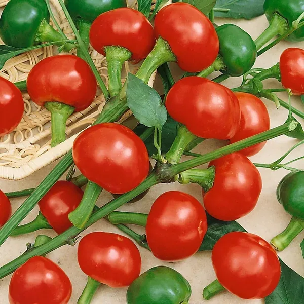 Peppers, Red Cherry Hot 1000 Seed Count - Image 2