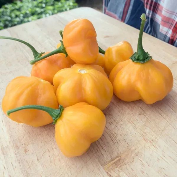 Peppers, Scotch Bonnet Orange 100 Seed Count - Image 2