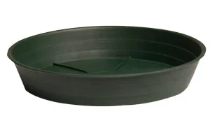 Premium Green Saucer 14", pack of 10
