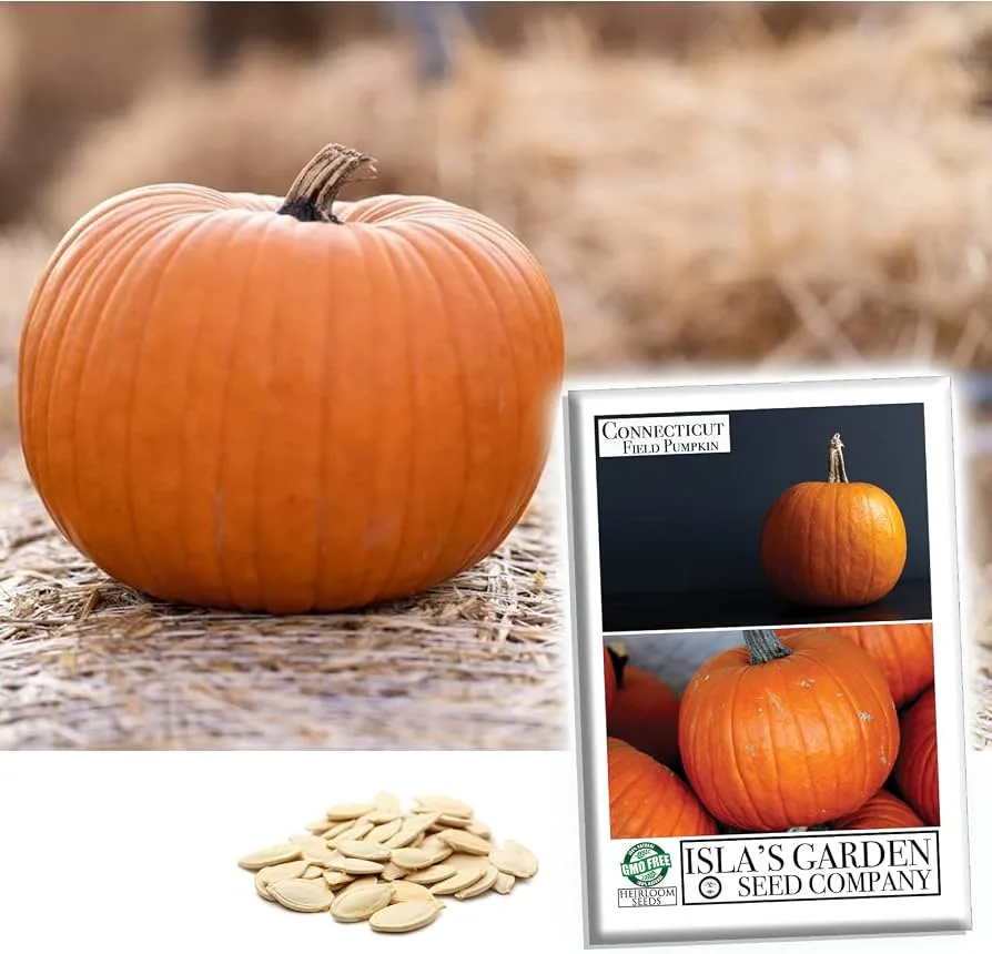 Pumpkin, Connecticut Field 50 lbs - Image 2
