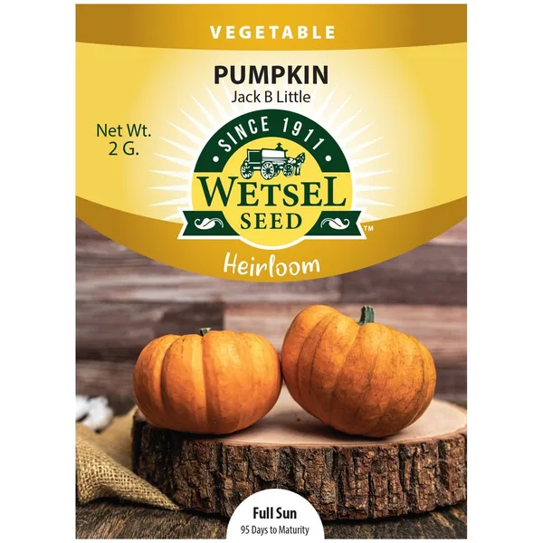 Wetsels Packet Seeds Pumpkin, Heirloom Jack B Little 3.5 Grams