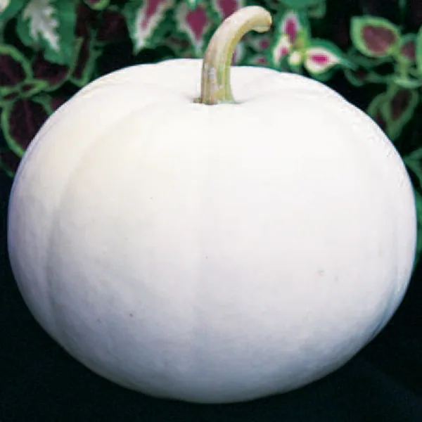 Pumpkin, Lumina White 1