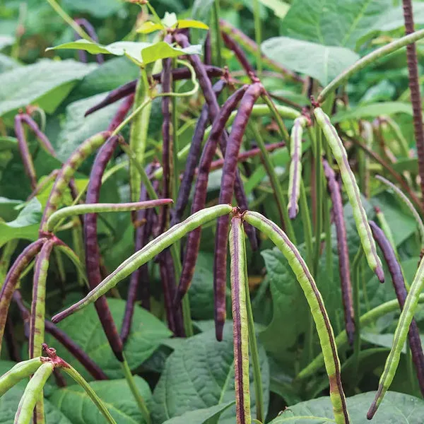 Quickpick Purplehull Peas 50 lbs - Image 2