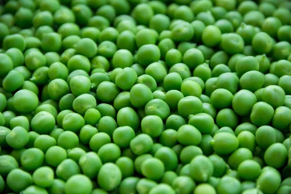 Quickpick Purplehull Peas 50 lbs