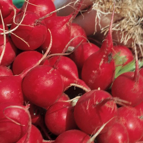 Illinois Foundation Seeds Radish, Champion 1lb