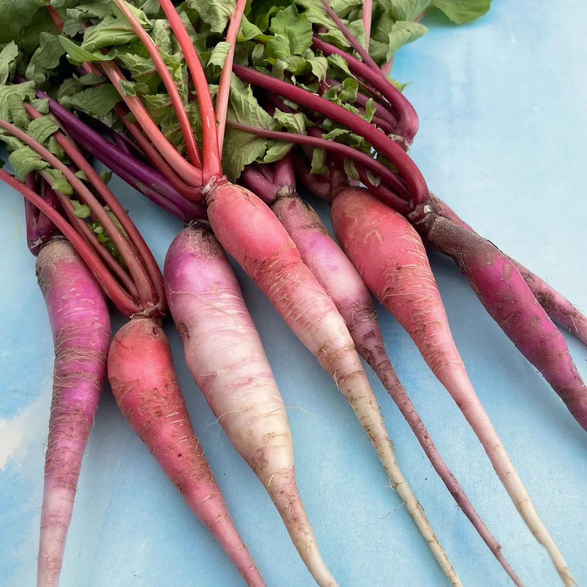 Radish, China Rose Winter 1/2oz - Image 2