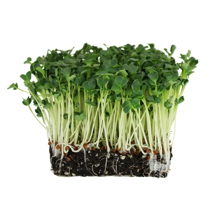 Radish, Daikon 4 Grams - Image 2