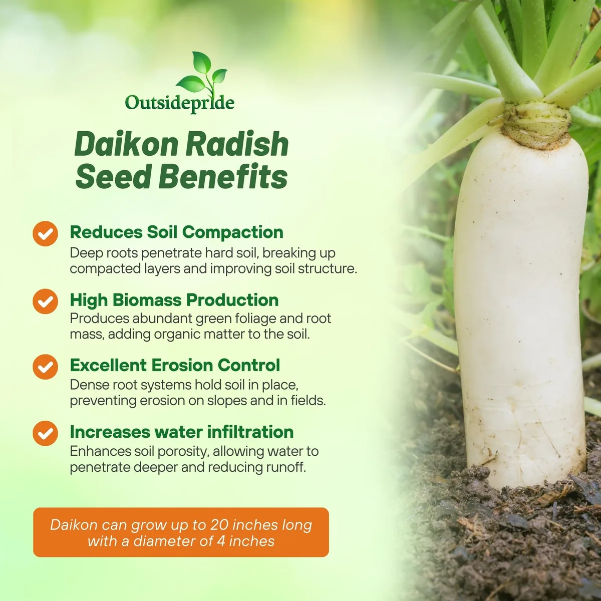 Radish - Daikon 50 lbs - Image 2