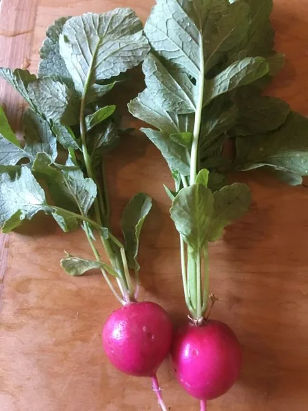Radish, Early Scarlet Globe 1/2oz