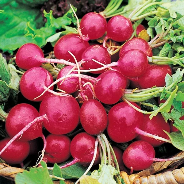 Radish, Early Scarlet Globe 1lb