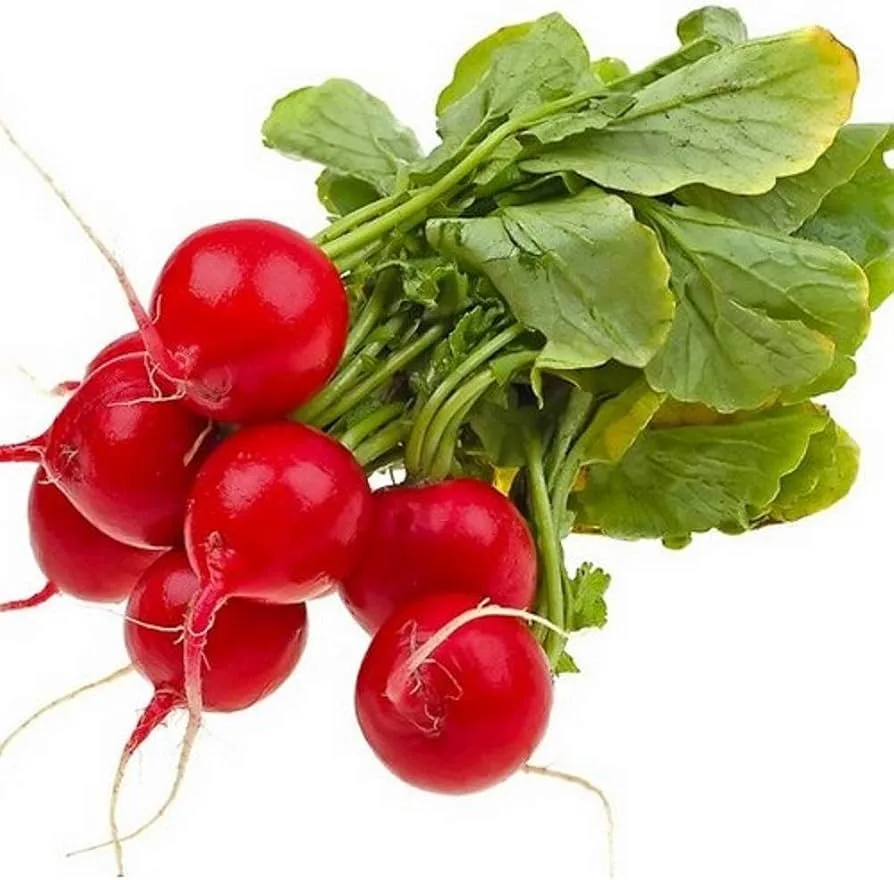 Radish, Early Scarlet Globe 50 lbs - Image 2