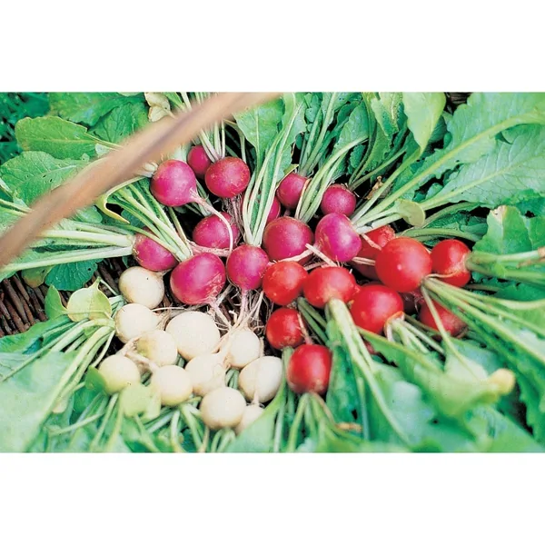 Radish, Easter Egg 1/2oz
