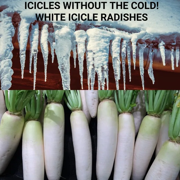 Radish, Long White Icicle 1/2oz