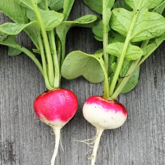 Radish, Sparkler White Tip 50 lbs - Image 2