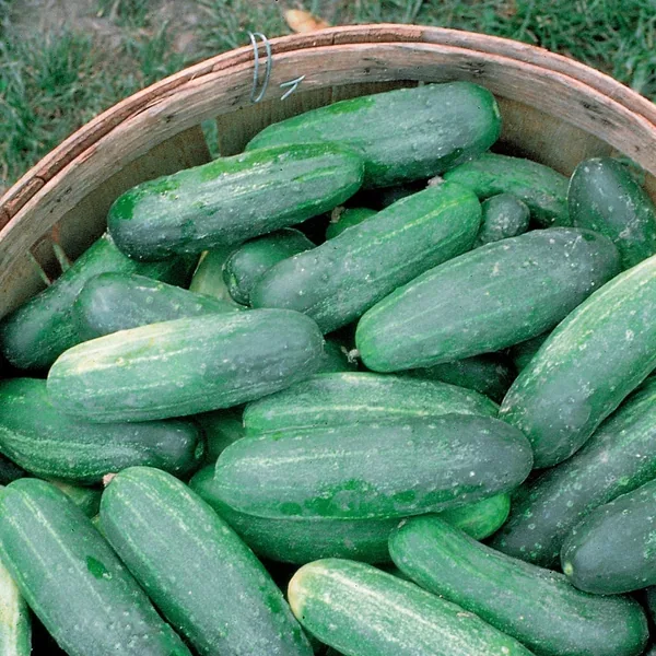 Rape, Variety Not Stated 1lb