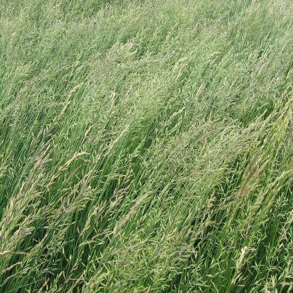 Red Fescue, Boreal Certified 50 lbs