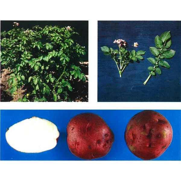 Red Lasoda Potato "A" 50 lbs - Image 2