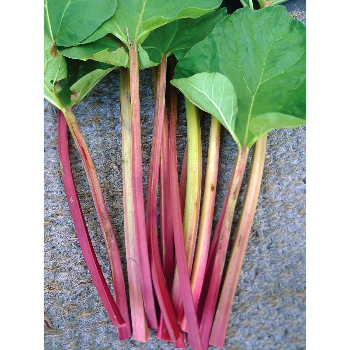 Rhubarb, Victoria 1lb - Image 2