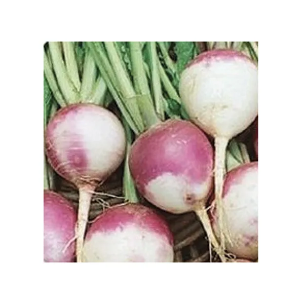 Rutabaga, American Purple Top