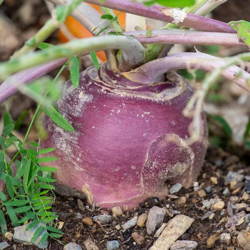 Rutabaga, Purple Top 50 lbs - Image 2