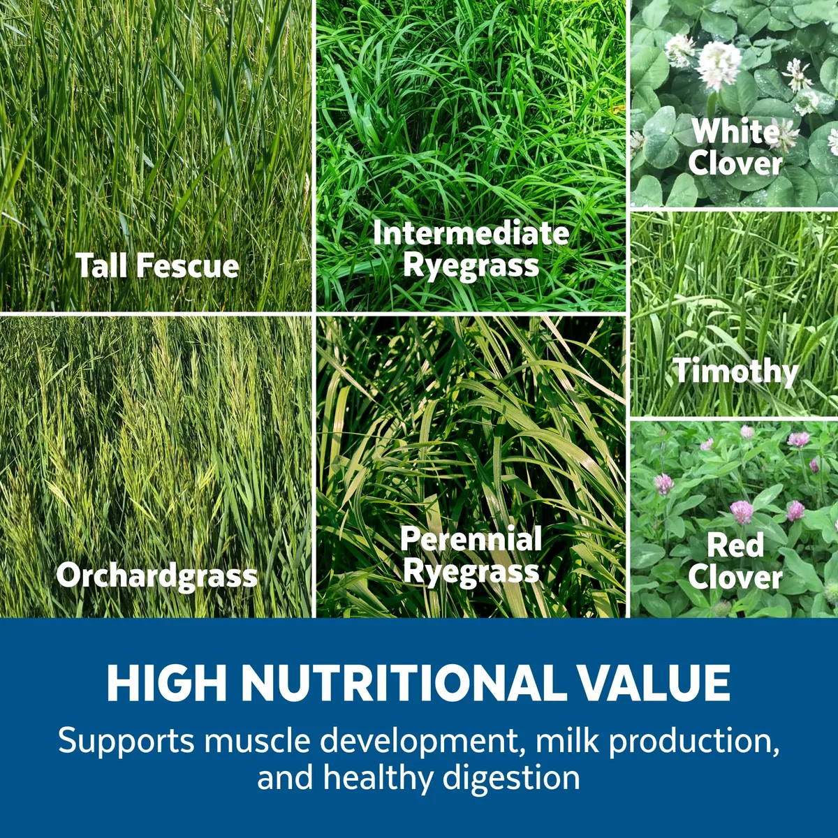 Ryegrass, Amazon Forage Perennial 50 lbs - Image 2