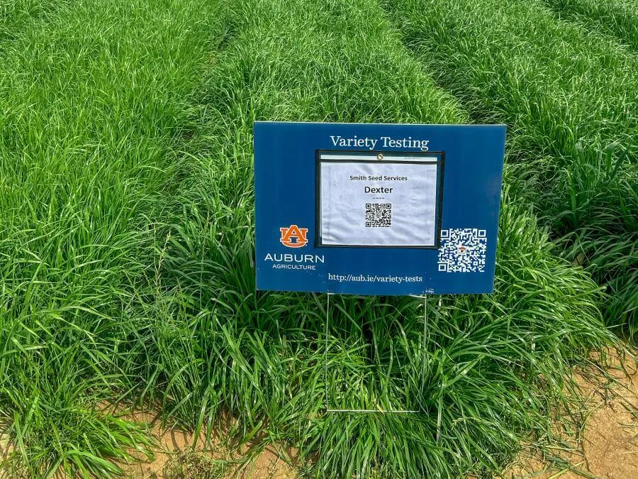 Ryegrass, Annual 50 lbs - Image 2