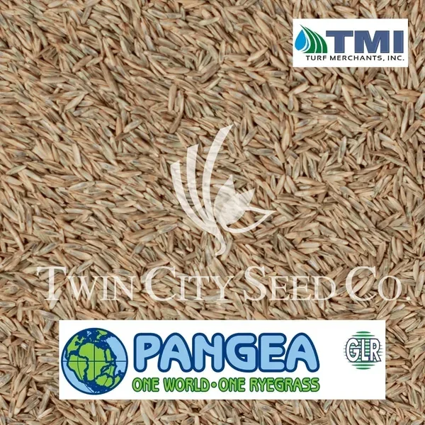 Ryegrass, Apple 4SGL Perennial 50 lbs - Image 2