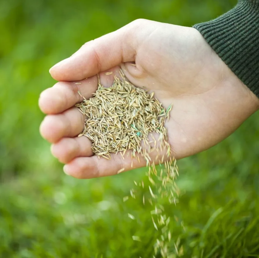 Ryegrass, Perennial Dominator 50 lbs - Image 2