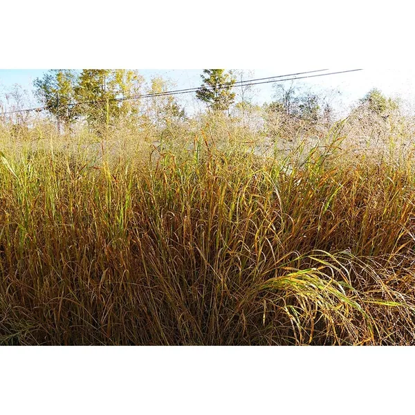 Ernst Conservation Seeds Shawnee Switchgrass 50 lbs