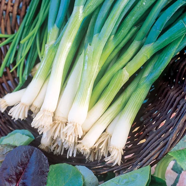 Shogoin Or Japanese Turnip