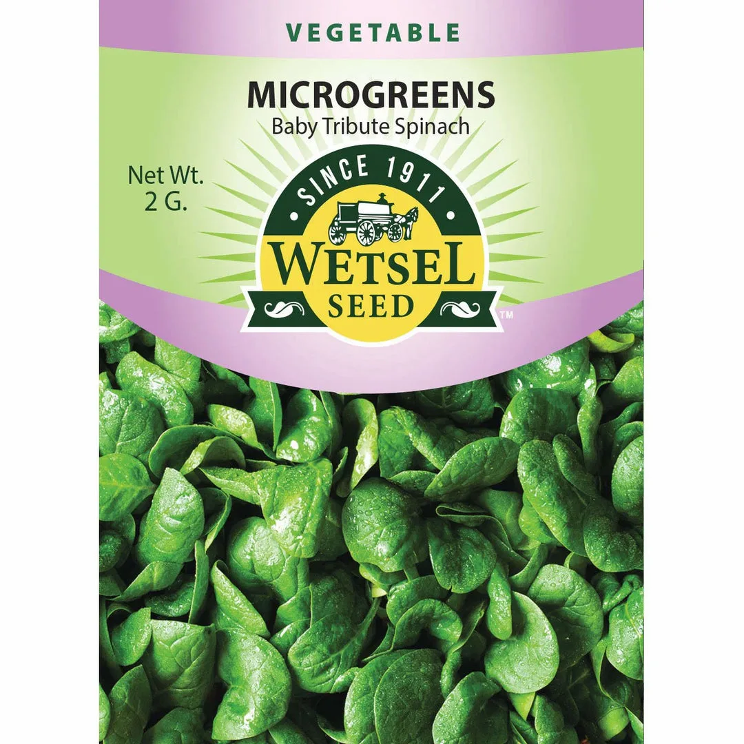 Spinach, Baby Tribute ( Microgreen ) 2 Grams - Image 2