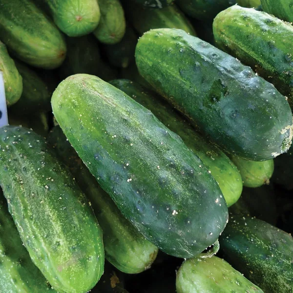 Squash, Burgess Buttercup 1000 Seed Count