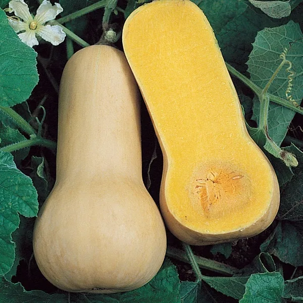 Squash, Butternut Waltham 1