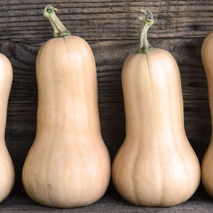 Squash, Butternut Waltham 50 lbs - Image 2