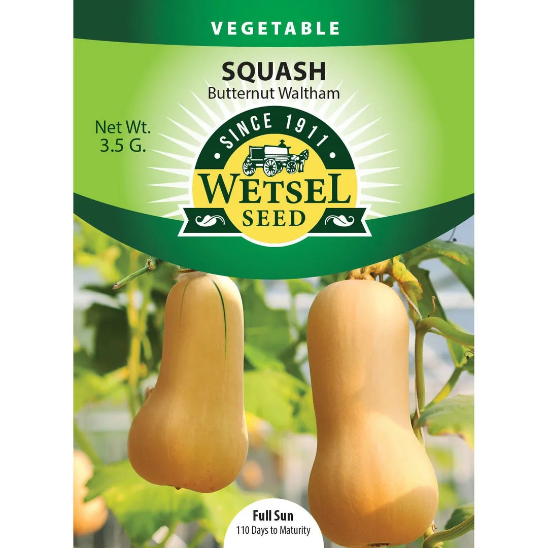 Squash, Early Butternut Hybrid 1 Gram - Image 2